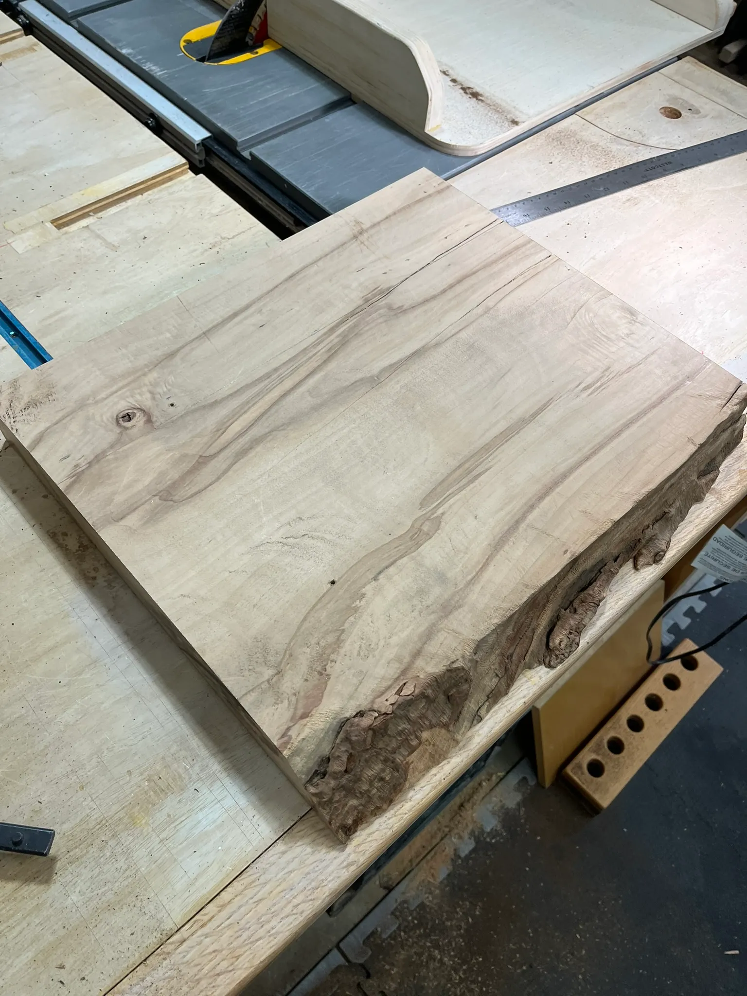 Raw sugar maple slab with live edge, before shaping, on the workbench